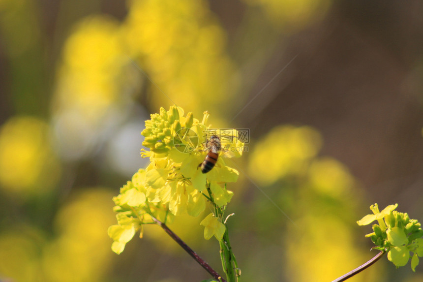 黄花蜜蜂植物群工作黄蜂生产衬套昆虫灌木丛花朵植物黄色图片