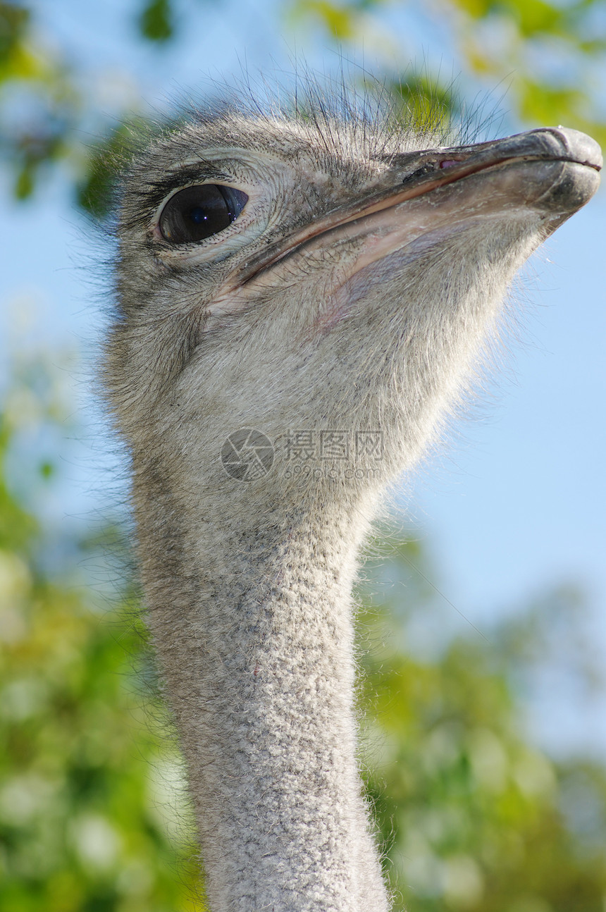 一个有幽默表情的食人怪的肖像荒野鸵鸟脖子羽毛速度查询动物野生动物骆驼动物群图片