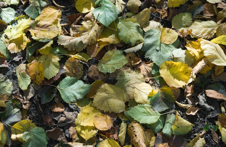 树叶枯叶金子绿色地面环境季节叶子棕色黄色阳光植被图片