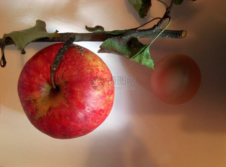 树枝上的苹果种植农民营养生物水果叶子苹果农业红色食物图片