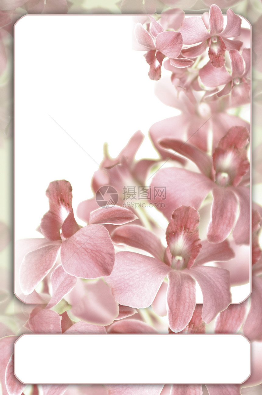 粉色兰花背景图片