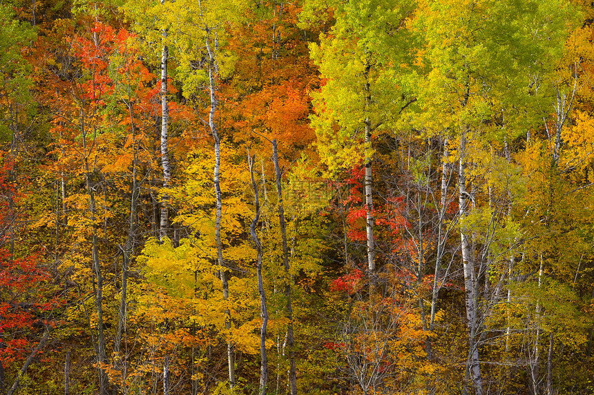 明尼苏达州明尼苏达山区10月图片