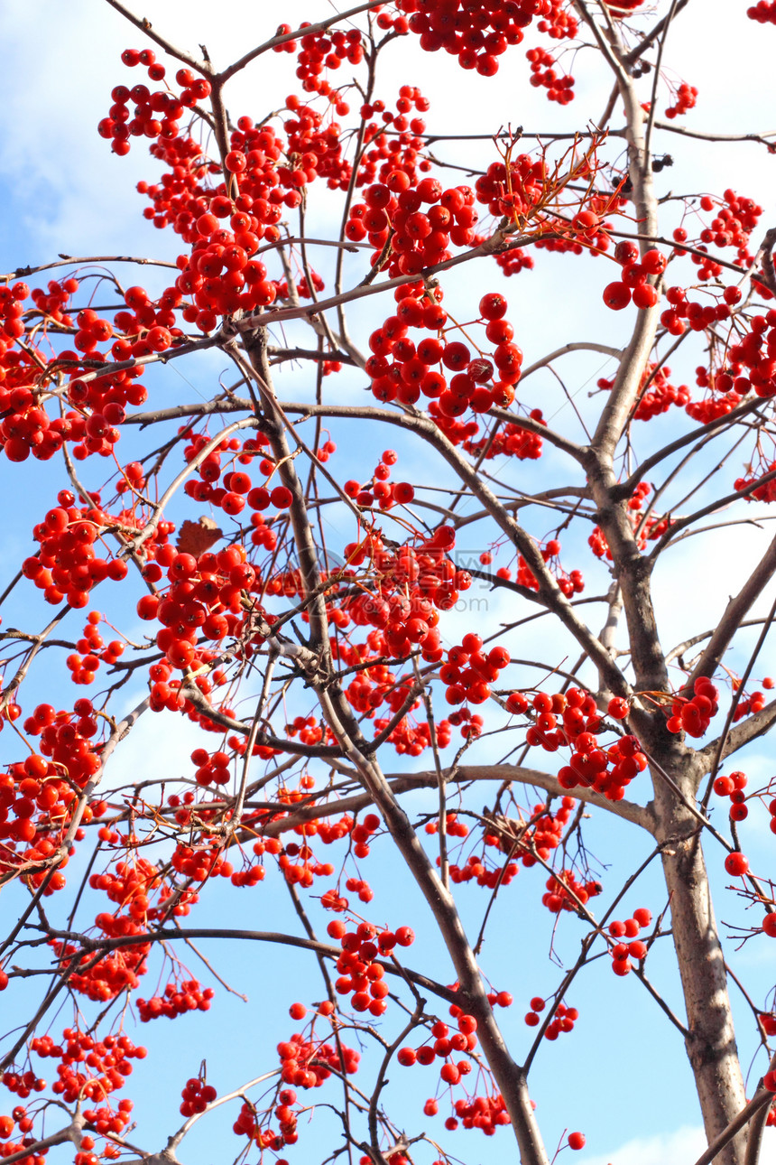 罗旺语Name天空水果季节分支机构白色宏观种子红色蓝色浆果图片