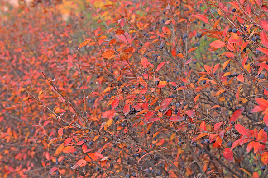科东黑色植物黑果浆果季节衬套红色树叶叶子灌木图片