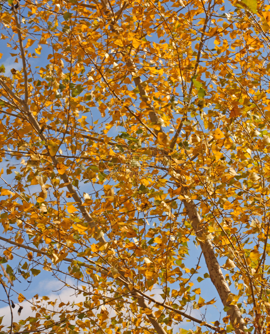 花木树叶子黄色树叶季节性季节图片