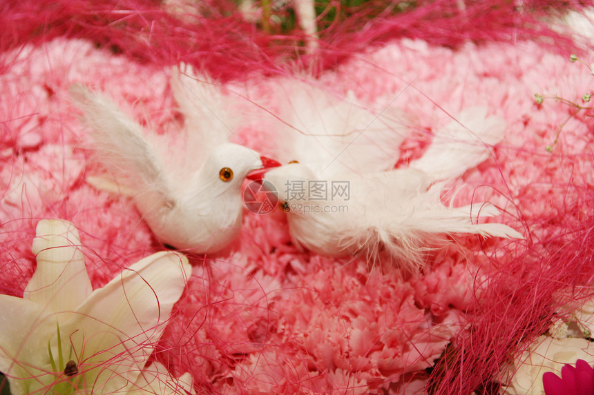 鸽子红色粉色婚礼乐趣友谊传统背景庆典图片