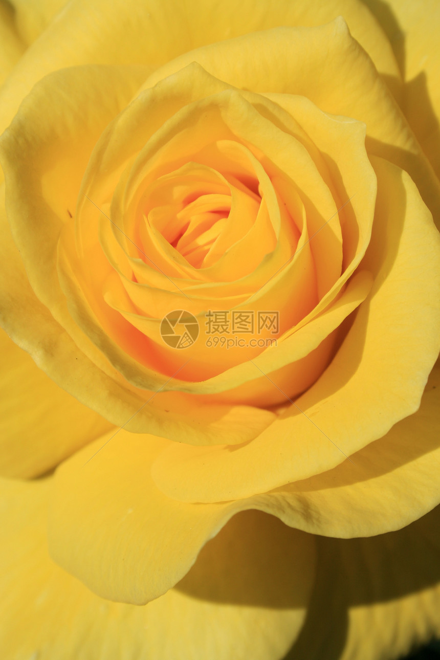 黄玫瑰花分支机构玫瑰花园阳光植物宏观黄色季节植物群太阳图片