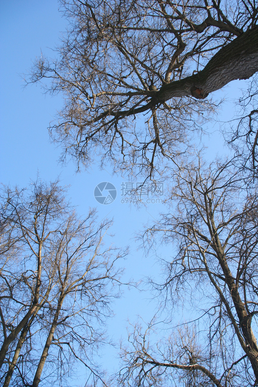 树木树荒野树叶叶子太阳天气自由生活气候白色天堂图片