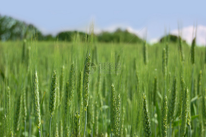 小麦绿地农场草本植物烘烤收成面包农村场地食物粮食季节图片