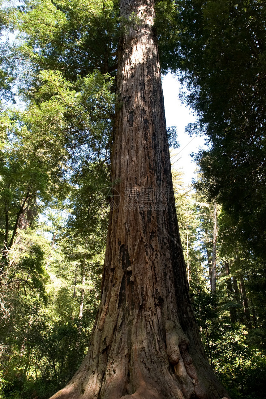 红木踪迹环境生态丛林盆地红杉树林旅行远足植物图片