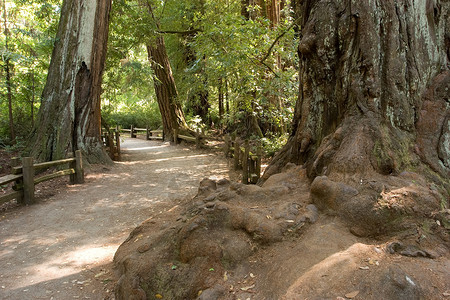 红木旅行生态公园植物群踪迹森林旅游远足衬套红杉高清图片