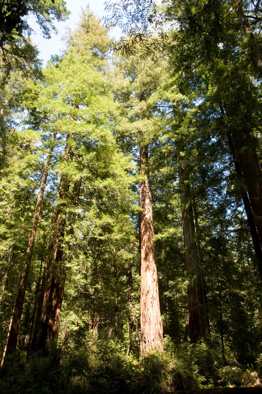 红木远足公园红杉丛林地标树林旅游盆地森林步道图片