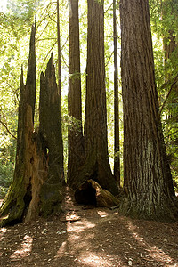 红木植物踪迹树林植物群盆地环境旅游公园远足树木高清图片