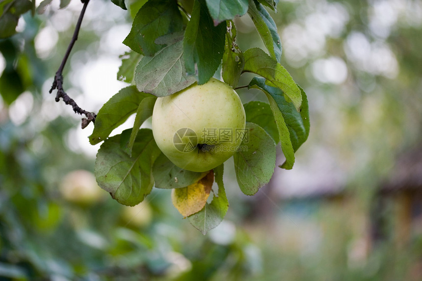 绿苹果叶子树林花园蓝色植物农场农业食物生物学美食图片