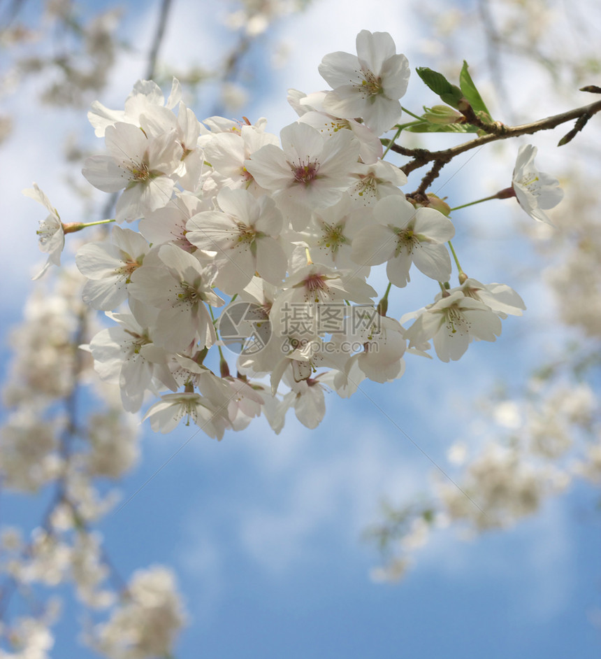 日本樱桃天空蓝色白色树叶图片