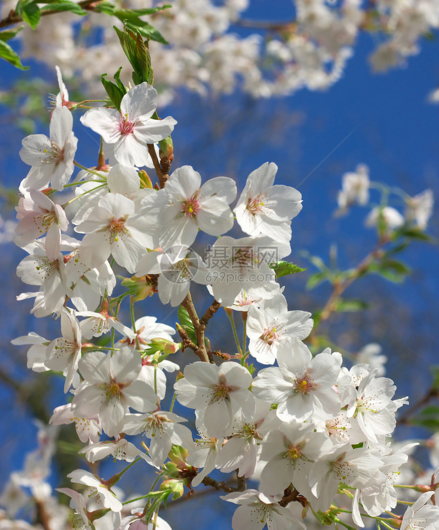 日本樱桃蓝色天空树叶白色图片