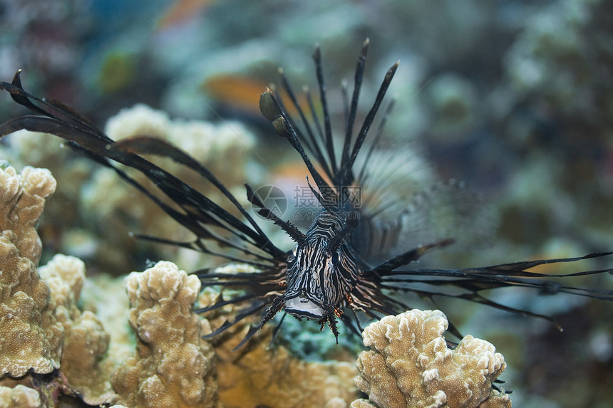 热带鱼狮子鱼明星宏观海洋翼龙热带珊瑚潜水游泳危险图片