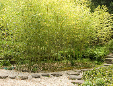 日本花园冥想反射花园树林绿色竹子晴天植物池塘园林高清图片