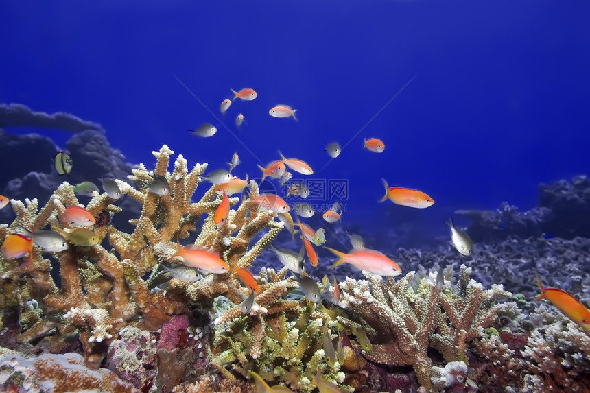 水下世界殖民地浮潜明星异国情调潜水海洋盐水珊瑚热带图片