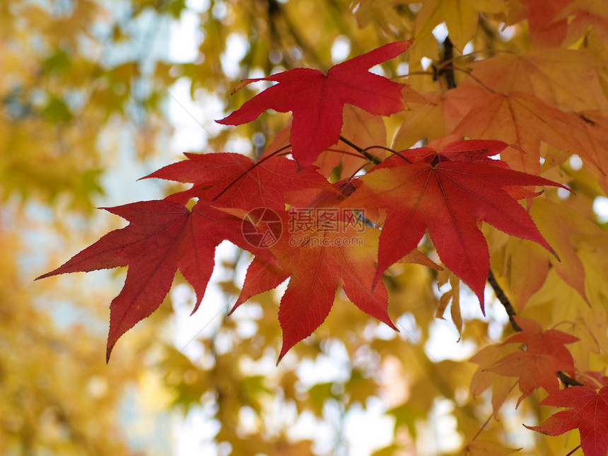 美丽的秋天红黄树叶图片