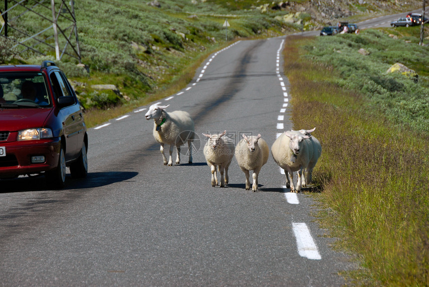 挪威公路上的牧羊图片