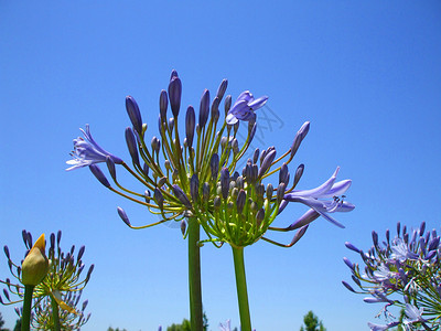百子轿阿加帕图斯花时间阳光植物群宏观分支机构植物花园季节蓝色晴天背景