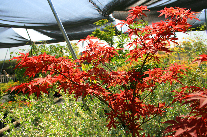 日本金叶时间晴天季节性花园季节宏观植物绿色植物群分支机构图片