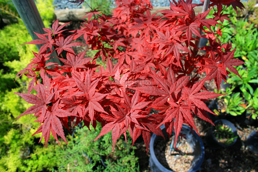 日本金叶绿色植物群阳光照射红色阳光植物季节性分支机构时间晴天图片