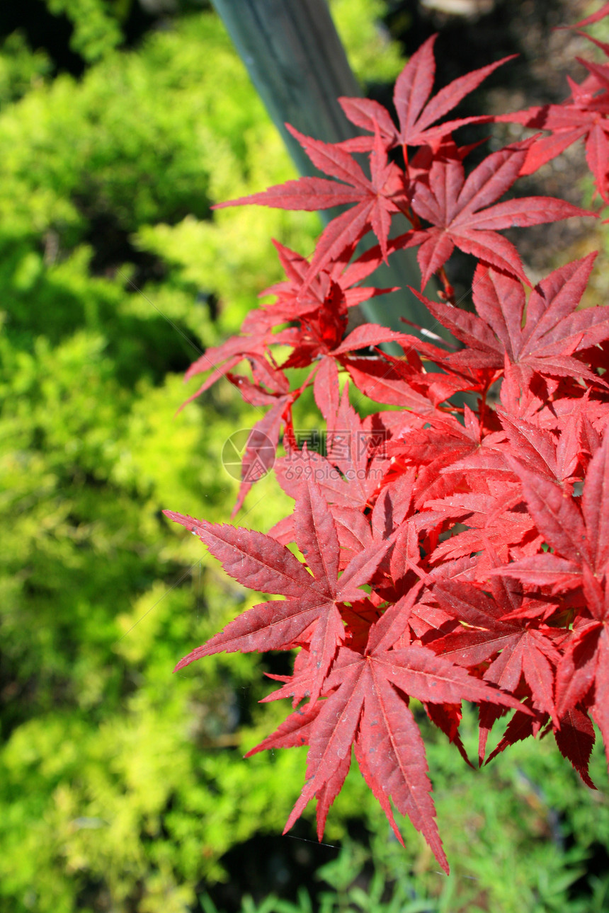 日本金叶植物群红色季节时间植物绿色阳光宏观花园叶子图片