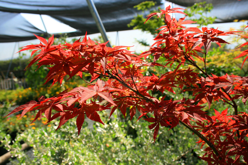 日本金叶植物植物群阳光照射花园晴天阳光宏观绿色时间红色图片