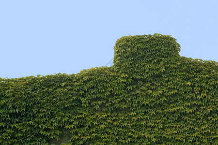 过度发展爬行者植物学植物杂草建筑天空烟囱树叶叶子植被背景图片