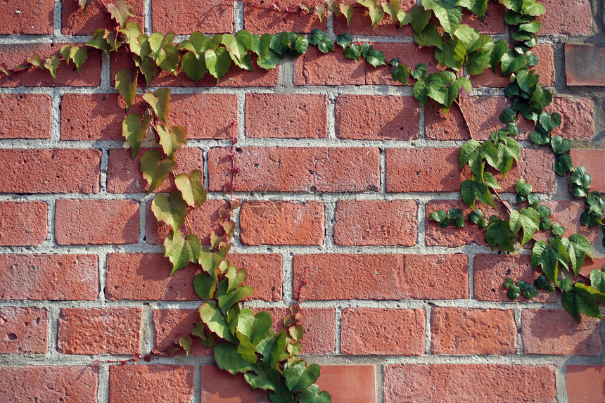 砖墙上的常春藤叶子植物学绿色树叶植被植物红色爬行者植物群图片