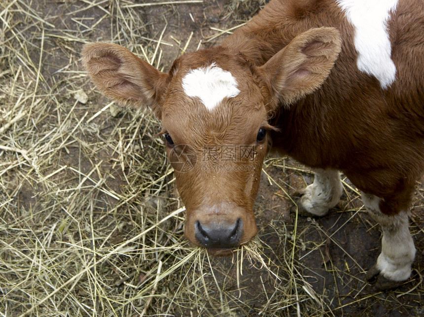 小奶牛白色干草动物生长稻草村庄红色耳朵房子牛肉图片