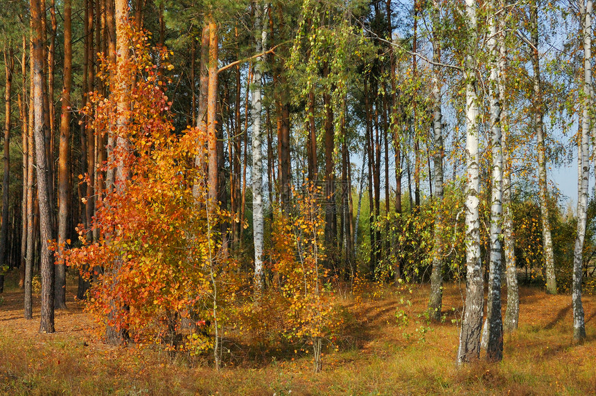 秋落颜色棕色季节小路公园橙子树木图片