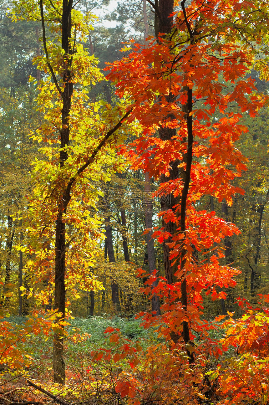 秋落颜色树木季节小路橙子公园棕色图片