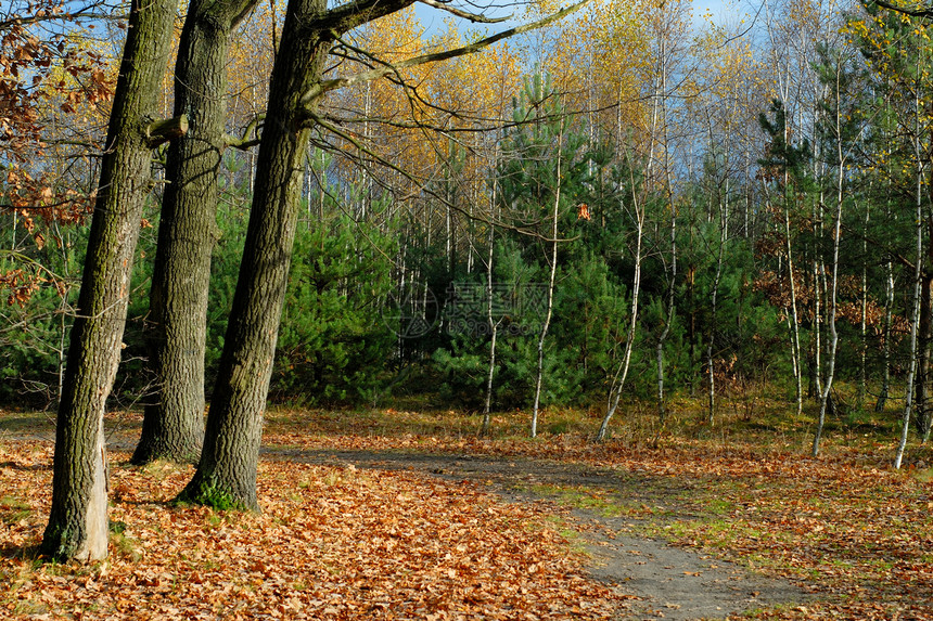 秋瀑公园风景季节棕色季节性树木树叶森林图片