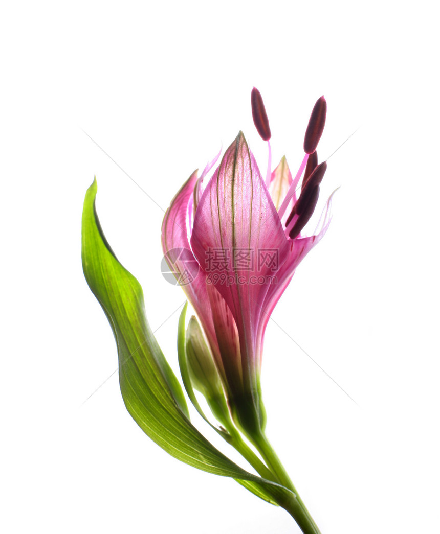 阿尔斯特里亚礼物白色粉色红色花束花瓣个性绿色百合季节图片