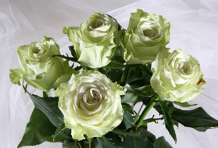 绿玫瑰花植物群白色绿色婚礼玫瑰美丽投标花瓣生日宏观背景图片
