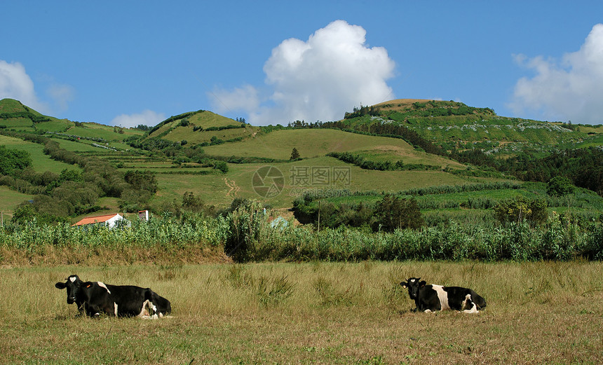 奶牛农业天空丘陵草地家畜植物图片