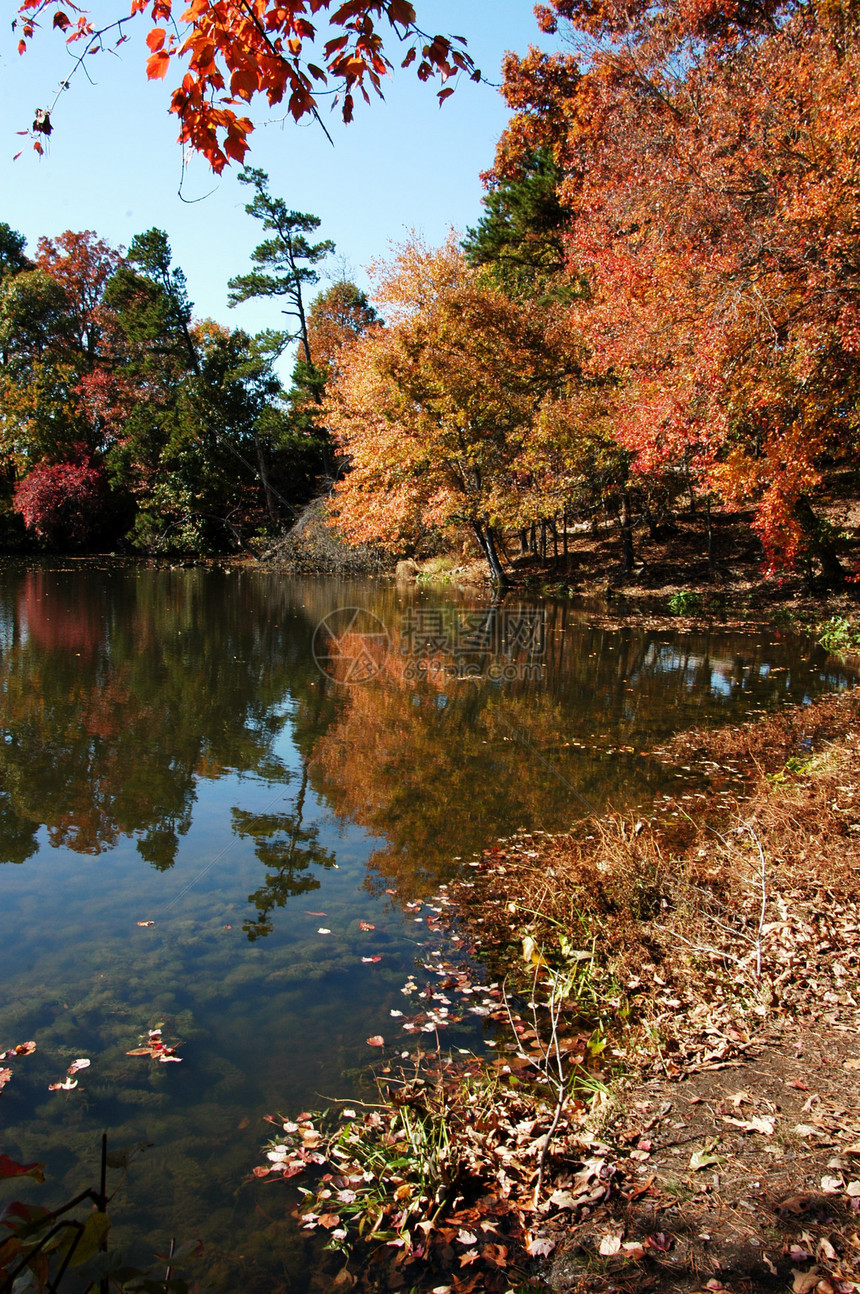 反思绿色天空自然树叶叶子池塘反射环境公园图片