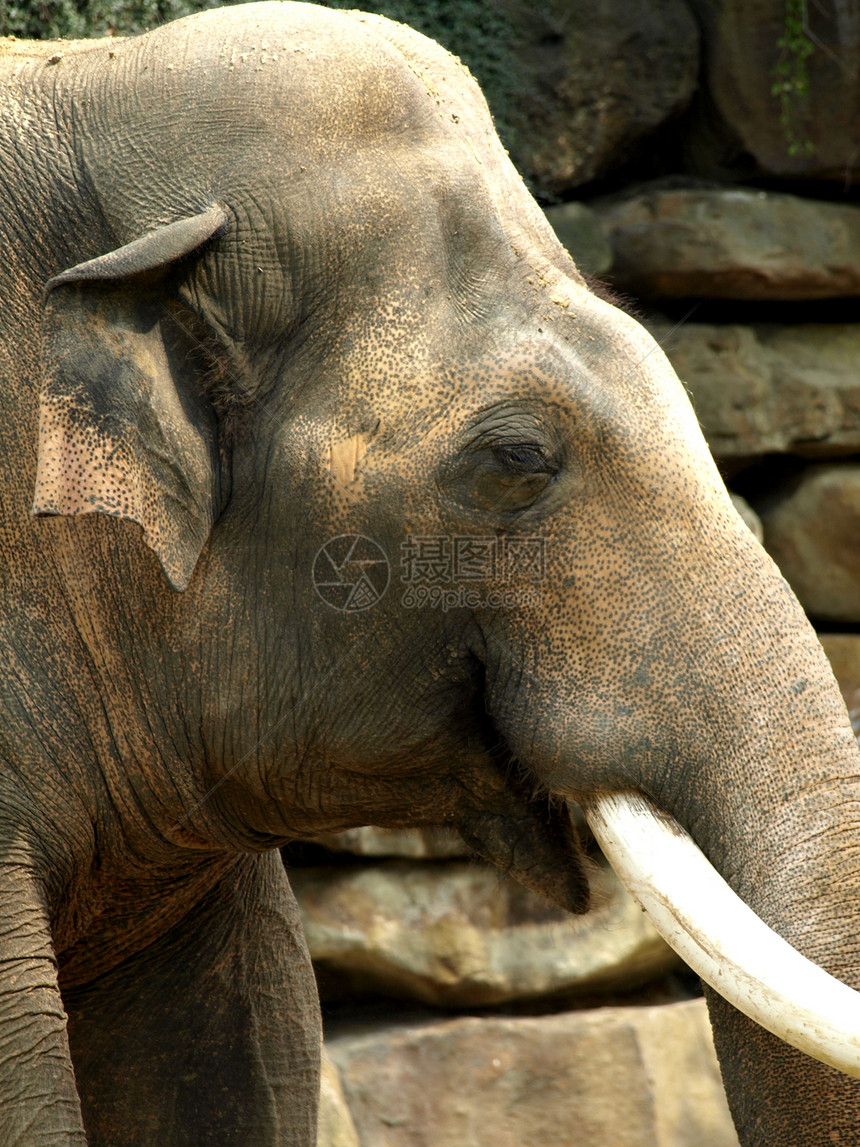 大象动物象牙灰色沙漠动物园哺乳动物图片