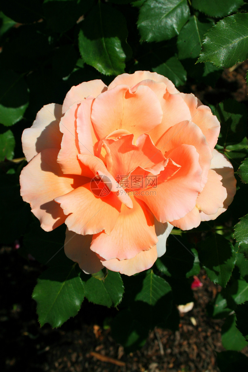 橙玫瑰花花阳光照射橙子植物季节性绿色花园宏观太阳植物群分支机构图片