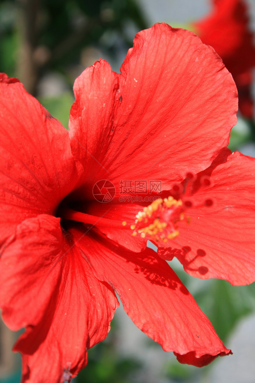 红比喻花花园植物宏观阳光照射晴天绿色植物群太阳季节性木槿图片