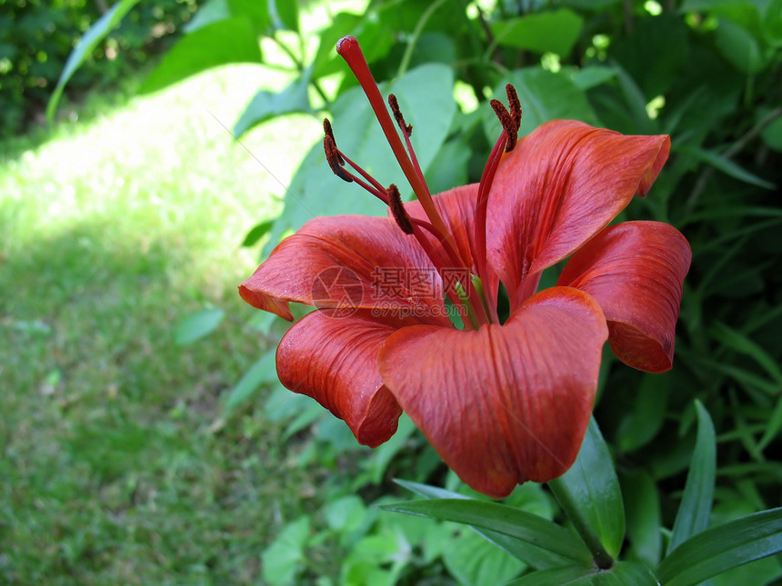 红色百里红橙子花瓣草地柱头绿色宏观芳香过敏花粉雌蕊图片