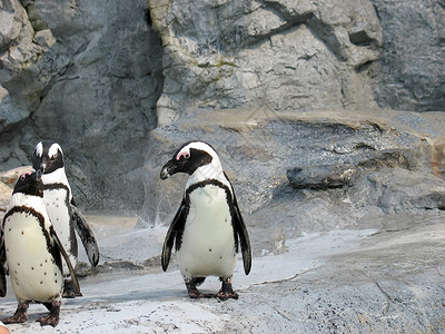 3只可爱企鹅背景图片
