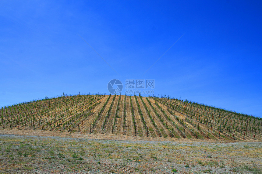 藤场日落风景水果黄色场地农场绿色葡萄园乡村晴天图片