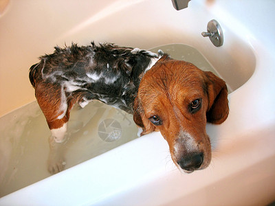 狗浴乐趣浴室犬类小狗气泡洗发水朋友肥皂浴缸宠物高清图片