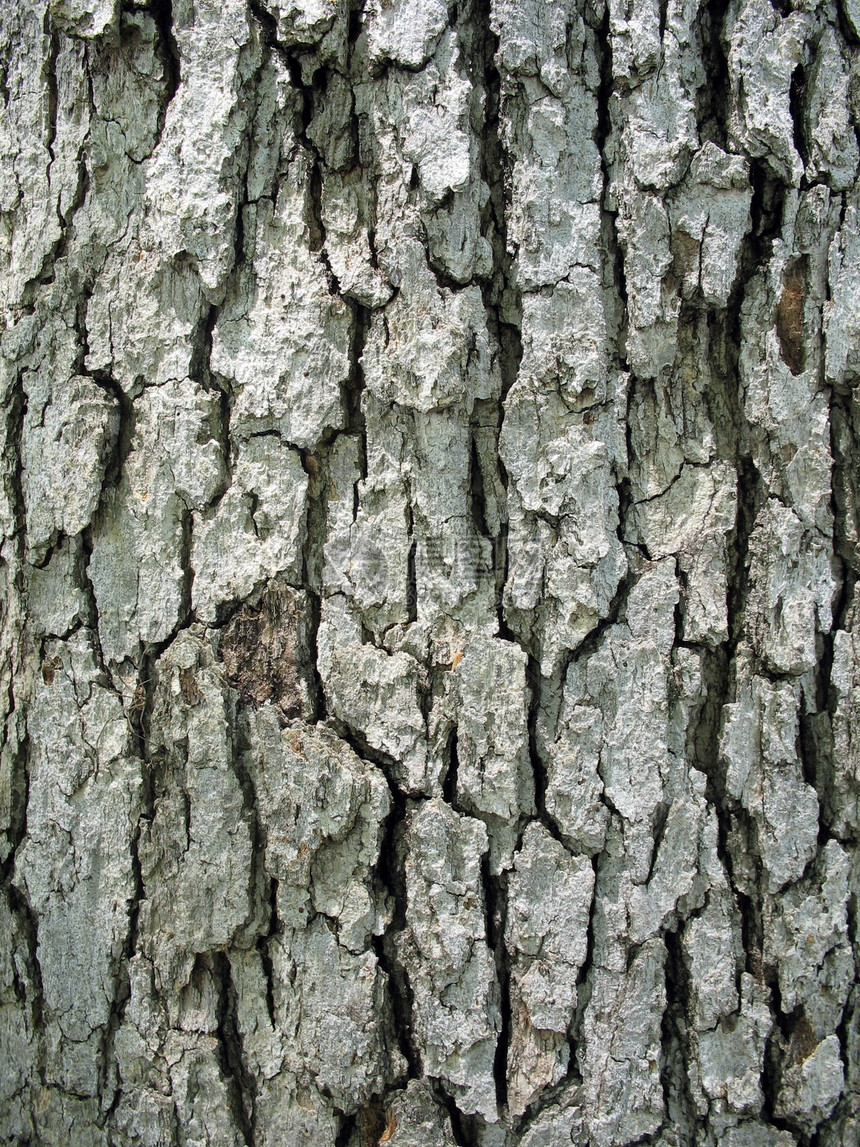 树木箱木头宏观橡木棕色森林皮肤环境树干植物灰色图片