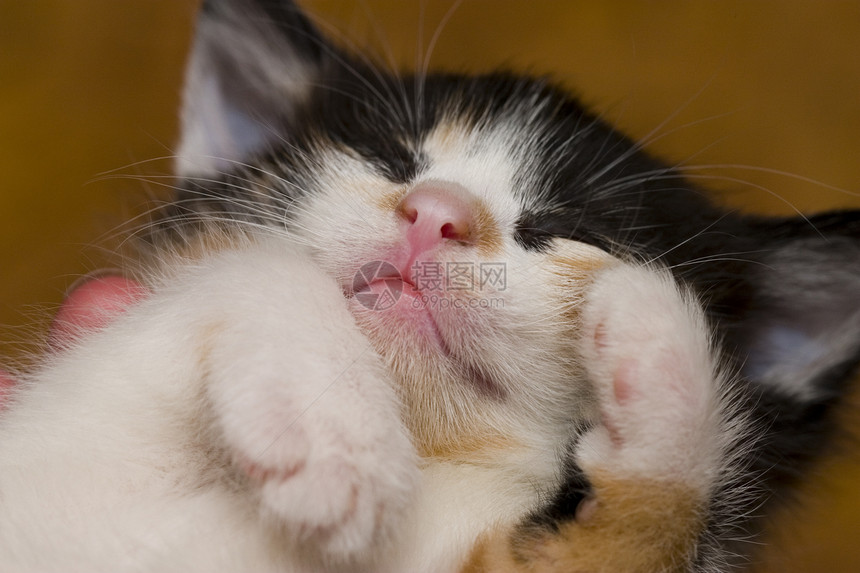 小猫睡觉晶须家庭头发睡眠鼻子粉红色前蹄灰色黄色眼睛图片