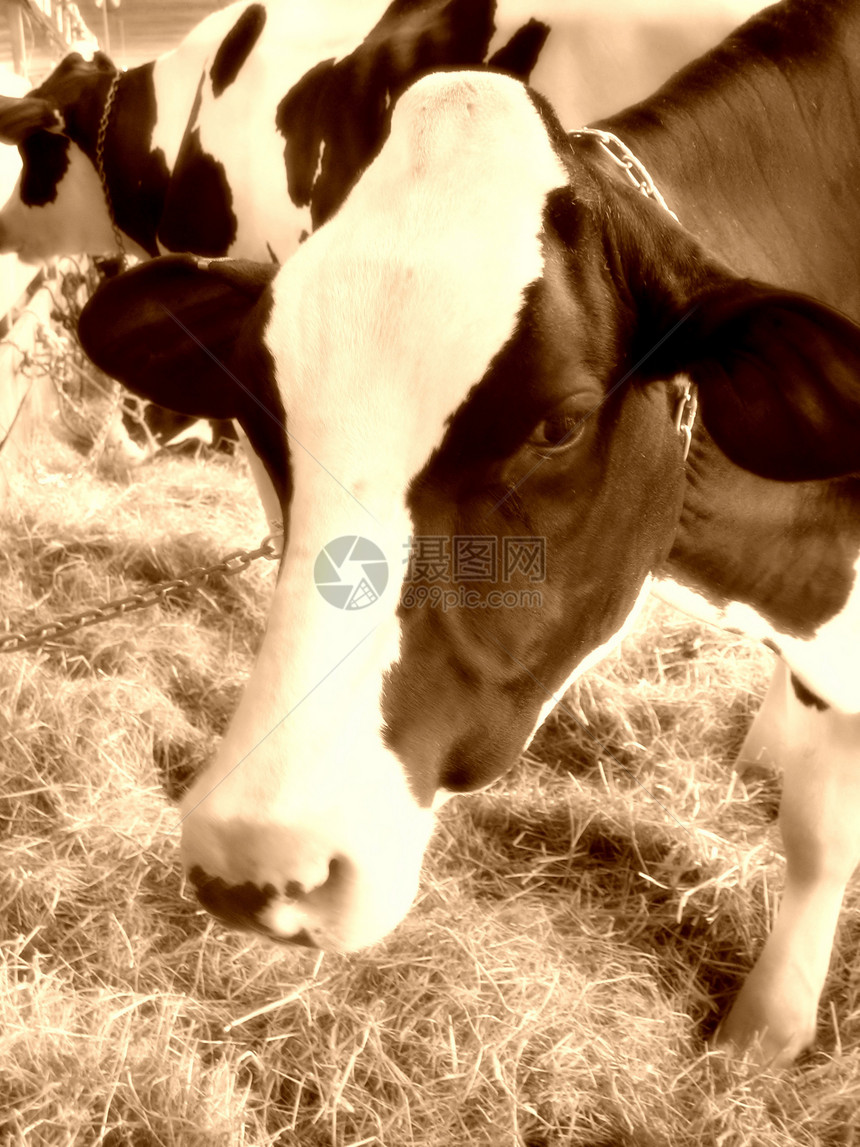 牛排缝合谷仓家畜乳房母牛牛扒农场鼻子牛肉奶制品动物图片